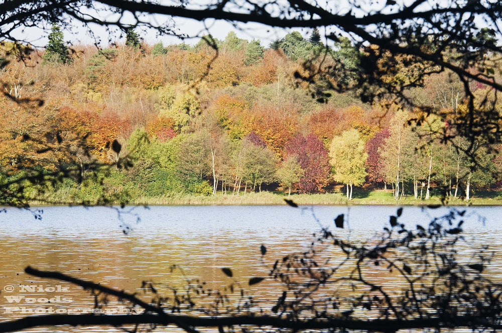 VirginiaWater_DSC6433 | Framed autumn colours at Virginia Wa… | Flickr