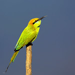 _SYT4529-绿喉蜂虎 Little Green Bee-eater (Merops orientalis)