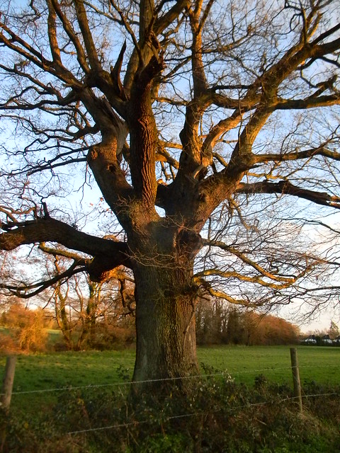 Big old oak Woldingham to Oxted - short walk