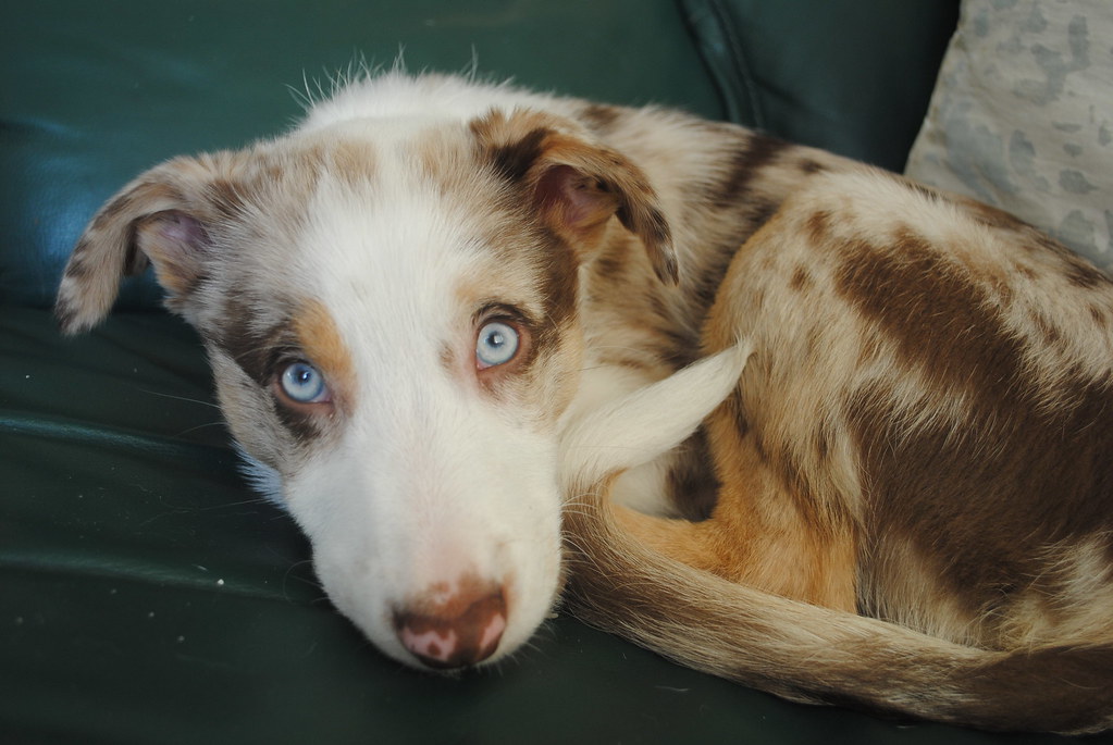 merle collie puppy | Revel, the blue eyed mer… |