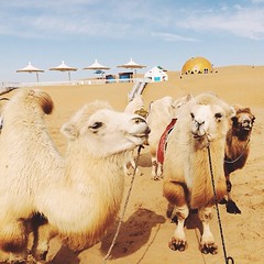 Camel #whitagram #igers #igersbeijing #iphone5s #design #instahub #instagood #instavscocam #vsco #vscocam #vscogood #vscogram #vscogrid #vscolove #vscoonly #vscophile #ordos #desert