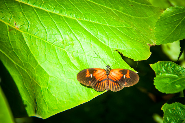 Big Leaf, Tiny Butterfly