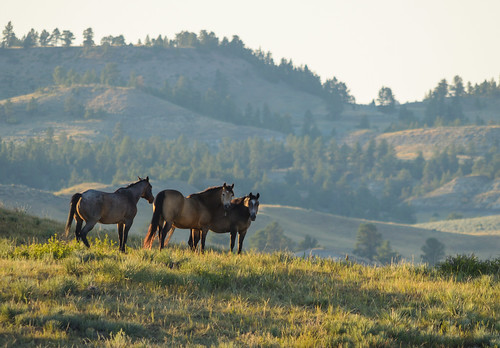 horse horses ranch country countryside montana mont mountain range horseranch broadus