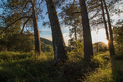 Secret places, to find myself by bernat.rv, Llocs secrets, per trobar-mesunset ocaso puesta de sol luz light pines pinos forest trees bosque sha