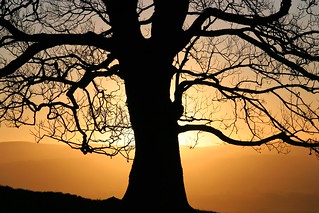 Tree Sunset 3558