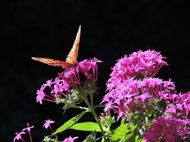 Neon Nectar - Gulf Fritillary Butterfly - Florida
