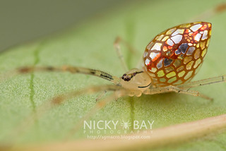 Mirror Spider (Thwaitesia sp.) - DSC_9752