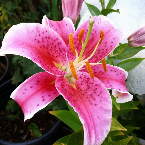 Stargazer Asiatic Lily | Our Stargazer Asiatic Lily started … | Flickr