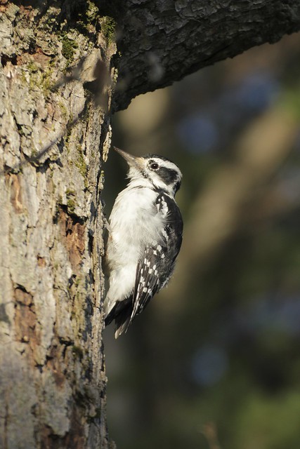 Little Downey Woodpecker
