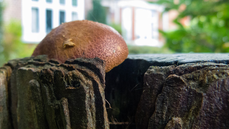 Growing in a tree stump