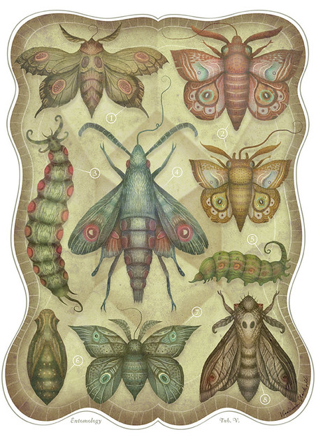 Entomology Tab. V