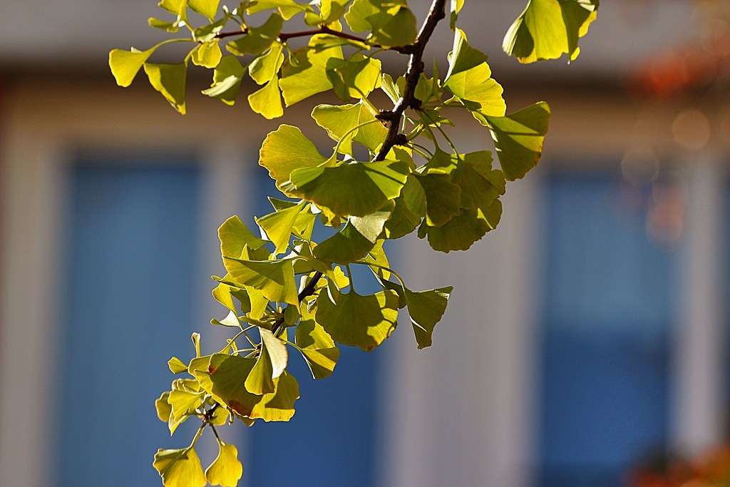 Ginko Bilboa