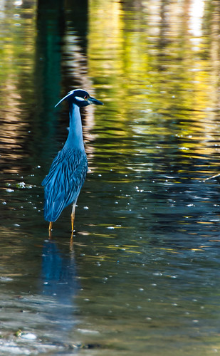sunset reflection heron water yellow night nikon bubbles crowned d80 tammydialgray