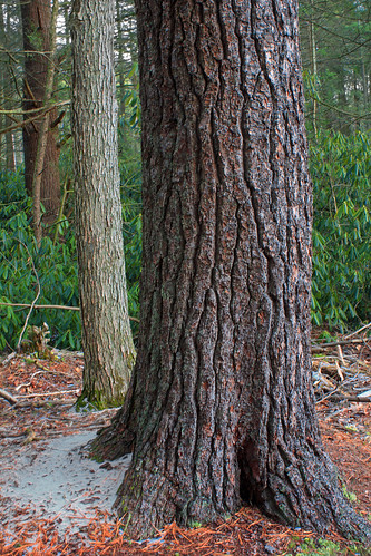 trees winter snow nature forest hiking pennsylvania bark rhododendron creativecommons trunk coniferous whitepine understory clintoncounty pinusstrobus easternwhitepine stategameland295 stategamelands295 sgl295 cherryrungamelands needleduff