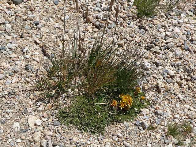 Yellow Saxifrage at Alpine Ridge Trail at Rocky Mountain NP, CO