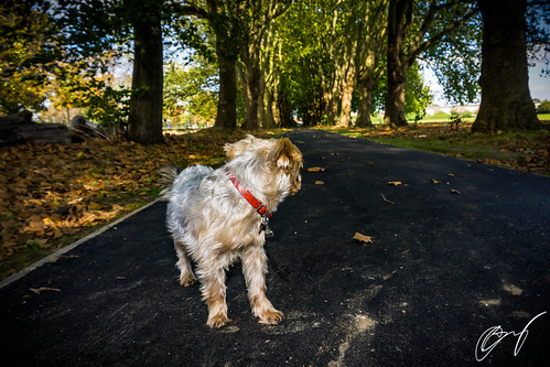 Walk in the park 2 | by ivodelev1
