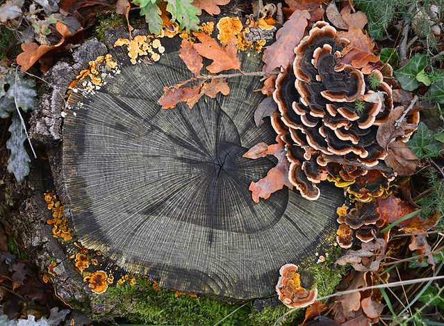 woodland mushrooms