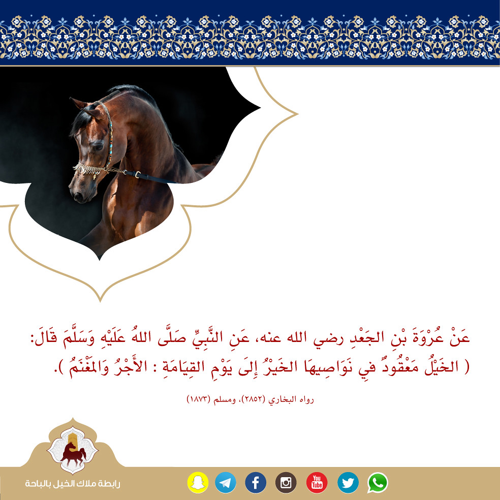 حديث شريف رابطة ملاك الخيل بالباحة Albaha Horses Flickr