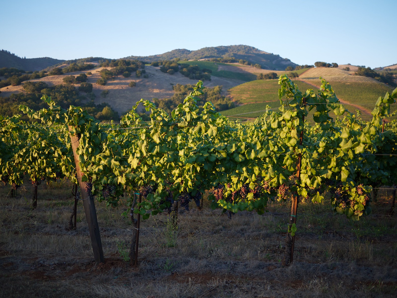 Kunde Family Estate