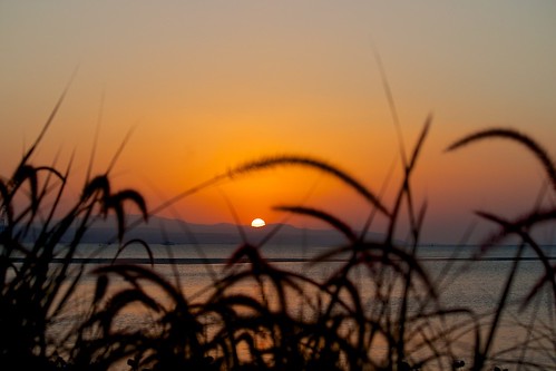 ocean sunset orange grass