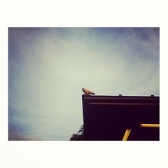 Flightless bird. // Nasurok nga lima nga minutos nga inuray ko etoy nga tumayab. Di met timayab. Dikadi. >_<