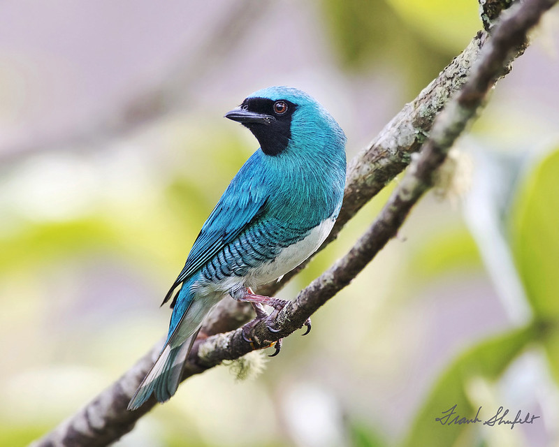 Male Swallow Tanager (Tersina viridis) | The Swallow Tanager… | Flickr