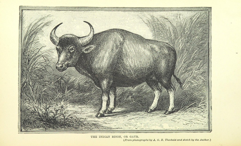 Bison in malay