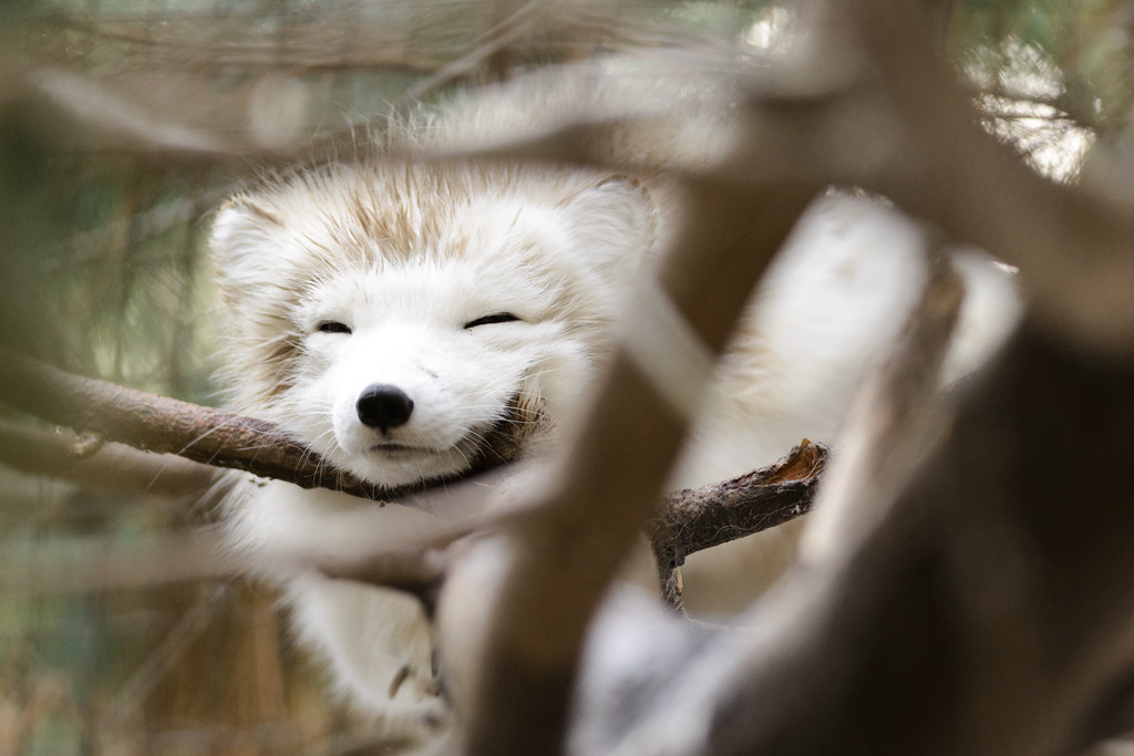 Soggy Fox Hiding in a Tree