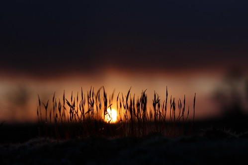 winter light sun macro sunrise dawn moss silhouettes daybreak eos600d