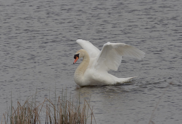IMG_8126-Mute Swan