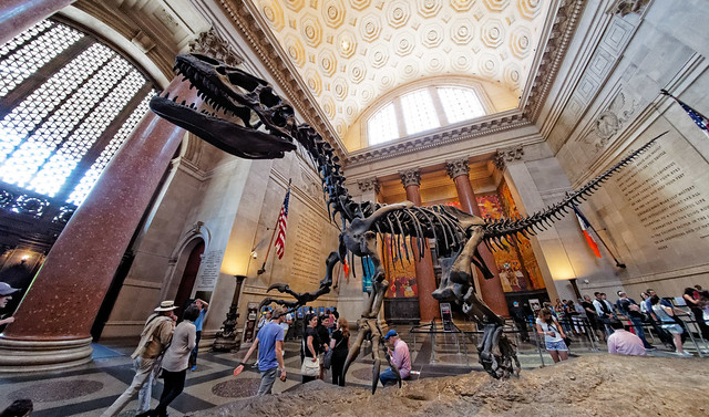 Dinosaur at the American Museum of Natural History