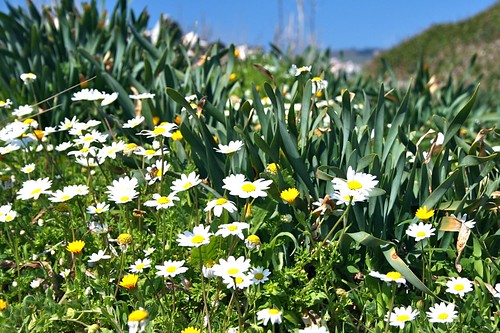 Armenopetra