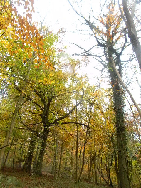 Autumn colour 7 Little Kimble to Saunderton