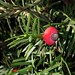Flickr photo 'English Yew (Taxus baccata)' by: Futureman1.