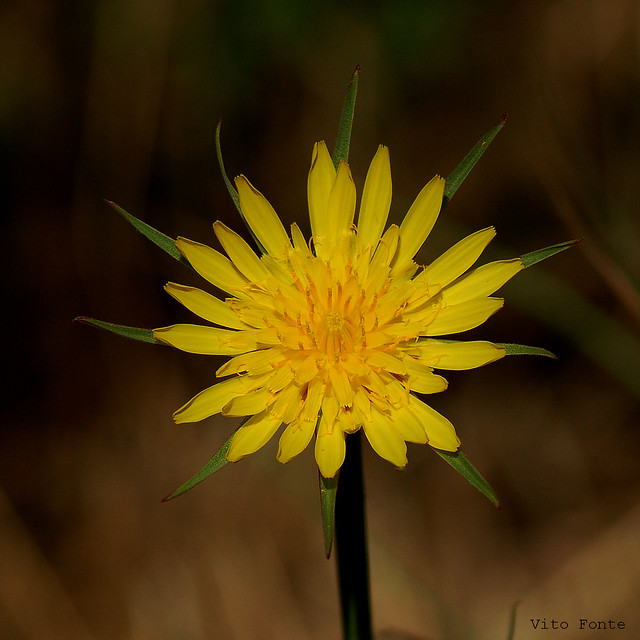 estrella amarilla (tragopogon pratensis)
