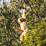 gibbon3