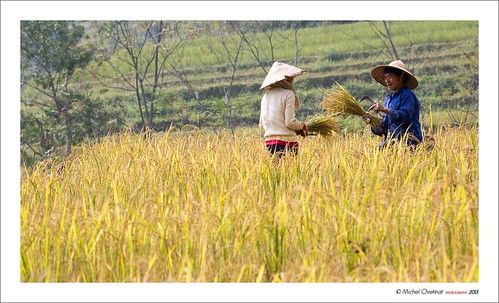 vietnam riceharvest puluong thanhhóa