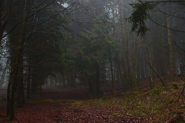 _DSC7113 Dunkel,Unheimlich und Magisch...Nebel im Wald - Dark, scary and magical ... Fog in the forest