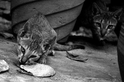life shadow two bw food cats white black look animals sisters cat bread fight eyes kill eating tail pussy battle hunger land stare form glance hunt roti stance felidae