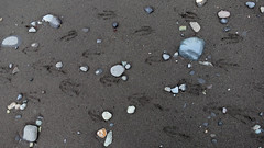 Bird Tracks on the Beach at Arctowski Polish Station