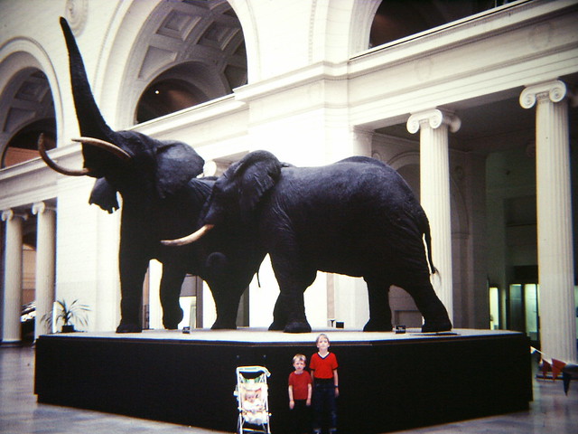 African Elephants, 1984