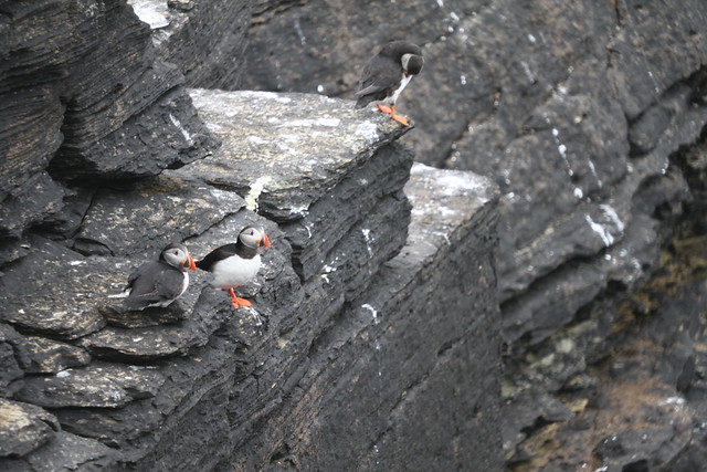 Puffins on Papa Westray