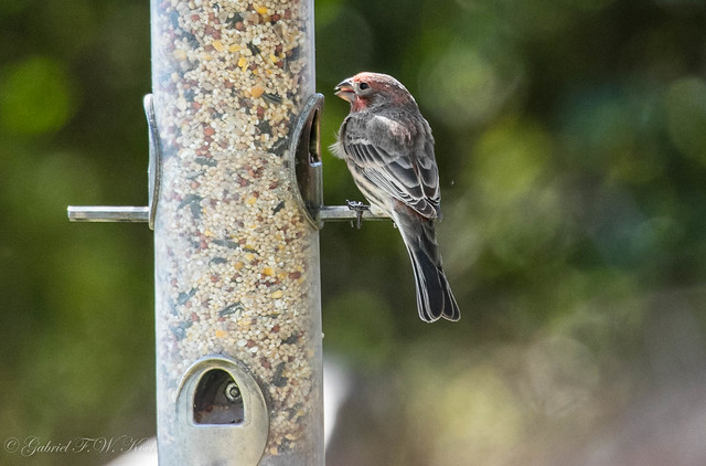 First House Finch to Return