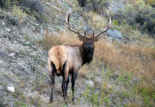 Elk - Yellowstone National Park, Montana