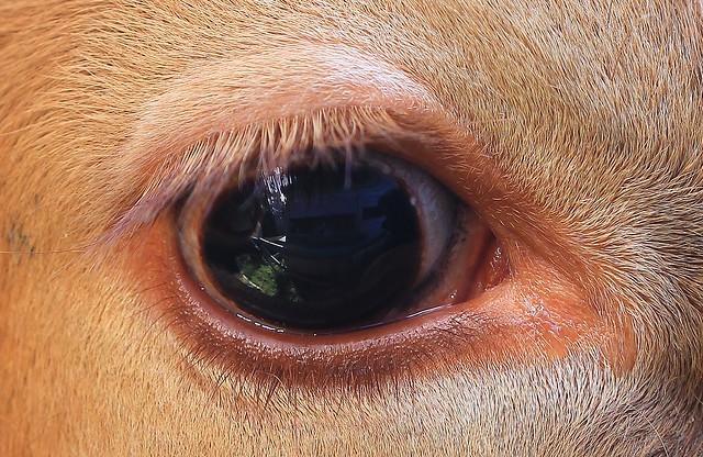 Cows Eye (4)