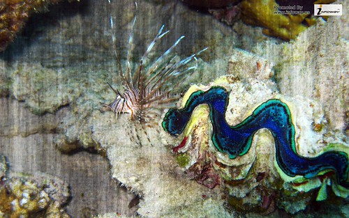 lion fish and clamshell underwater ocean wallpaper | by allen_smith35