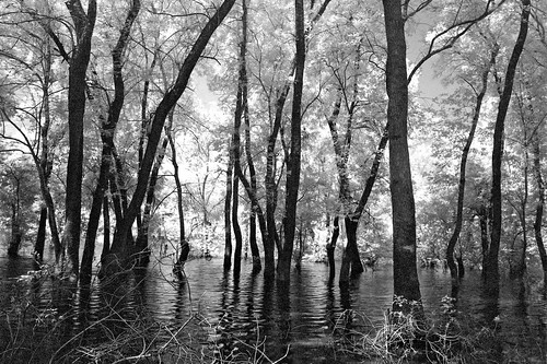 trees lake water greece infrared arta ziros filippiada υπέρυθρο λίμνη άρτα νερό δέντρα φιλιππιάδα λίμνηζηρού