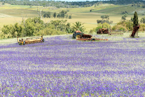 plant flower field nikon purple australia wildflower westernaustralia invasive patersonscurse d600 2013 echiumplantagineum nikond600 nikonfx sandygully vipersblugloss