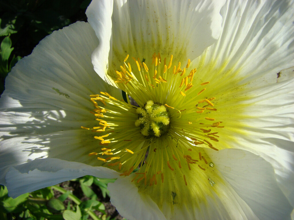 Pavot decoratif blanc au coeur jaune - MIMIZAN.