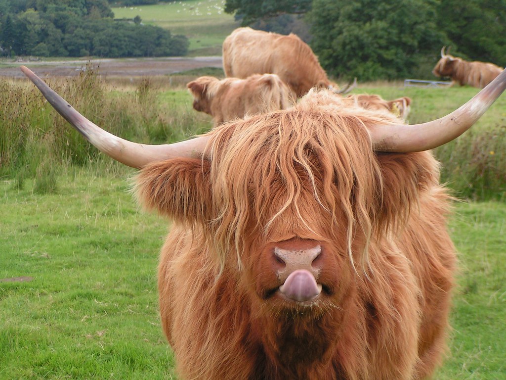 A hilarious Heilan' Coo with its tongue out! 